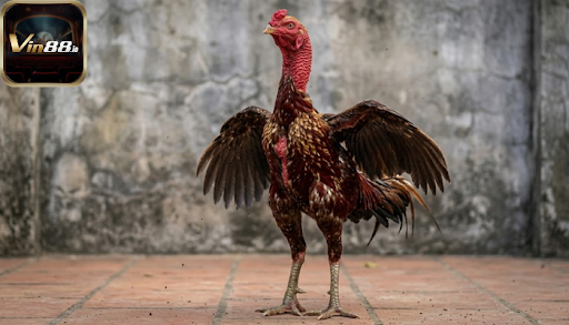 Identifying and Managing Rare Leg Scale Patterns in Fighting Roosters